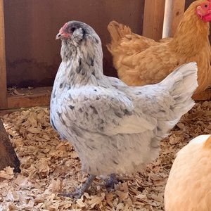 Meet your Posher, Cindy